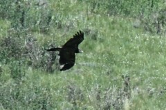 Gypaetus barbatus barbatus