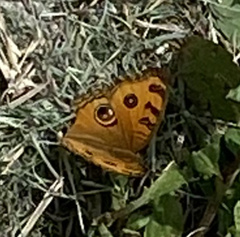 Junonia almana