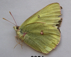Colias gigantea