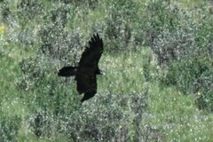 Gypaetus barbatus barbatus