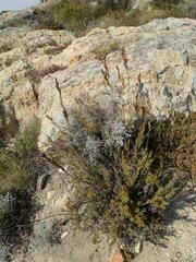 Thamnochortus cinereus