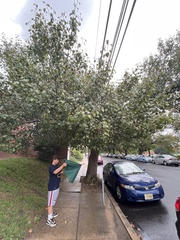 Crataegus phaenopyrum