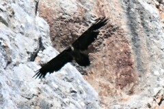 Gypaetus barbatus barbatus