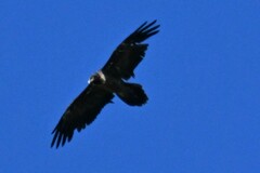 Gypaetus barbatus barbatus