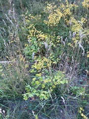 Amelanchier alnifolia