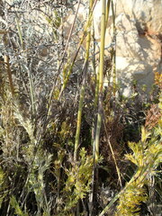 Thamnochortus cinereus