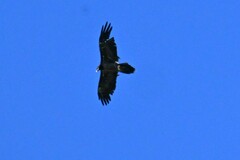 Gypaetus barbatus barbatus