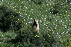 Marmota himalayana