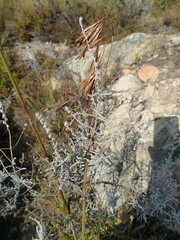 Thamnochortus cinereus