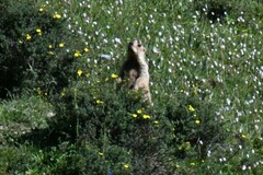 Marmota himalayana