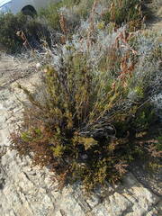 Thamnochortus cinereus