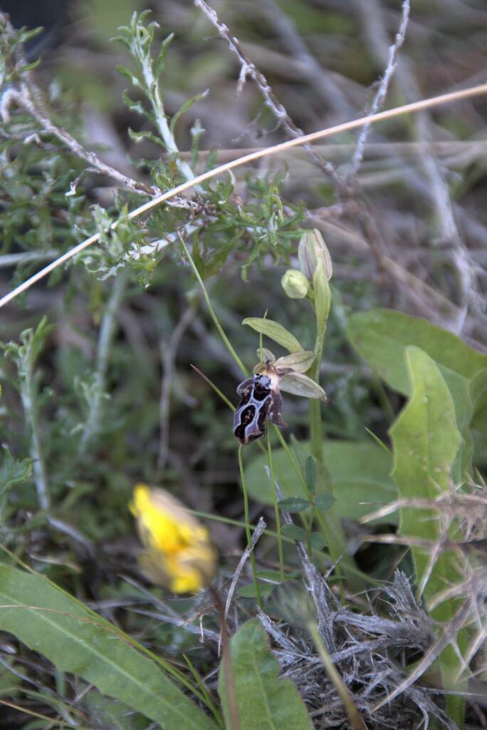 Ophrys cretica