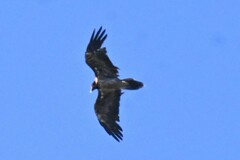 Gypaetus barbatus