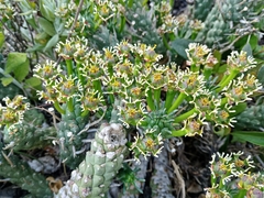 Euphorbia caput-medusae