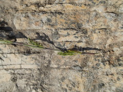 Thamnochortus cinereus