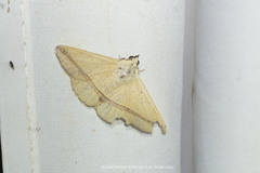 Armana nigraericta