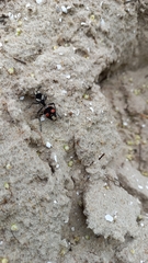 Traumatomutilla bivittata