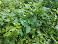 Lantana velutina