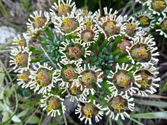 Euphorbia caput-medusae