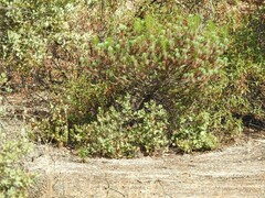 Pinus pinea