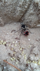 Traumatomutilla bivittata