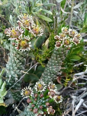 Euphorbia caput-medusae