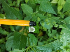 Lantana velutina