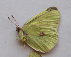 Colias gigantea