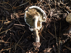 Chlorophyllum brunneum