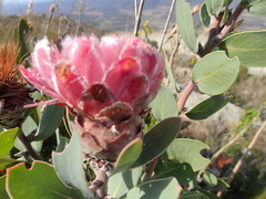 Protea punctata