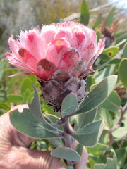 Protea punctata