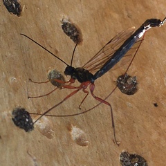Ichneumonidae