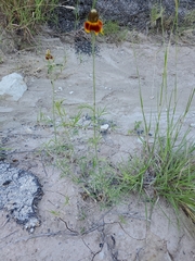 Ratibida columnifera