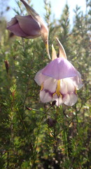 Gladiolus patersoniae