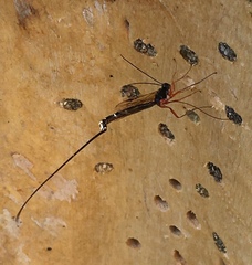 Ichneumonidae