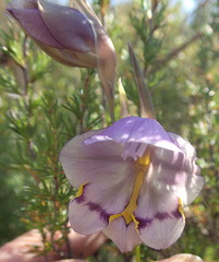 Gladiolus patersoniae