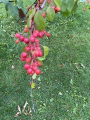 Malus baccata