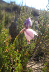 Gladiolus patersoniae
