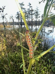 Eumorpha fasciatus