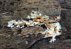 Steccherinum ochraceum