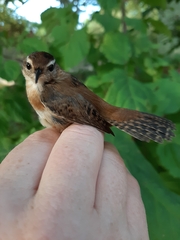 Cistothorus palustris