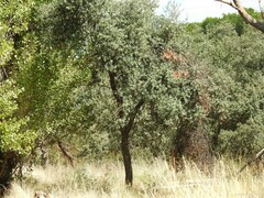 Populus