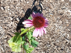 Echinacea