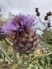 Cynara cardunculus