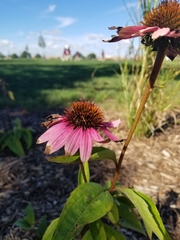 Echinacea purpurea