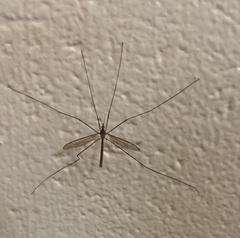 Tipula