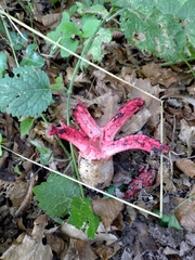 Clathrus archeri