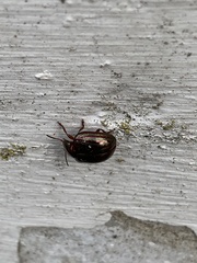 Chrysolina americana