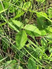 Fragaria viridis