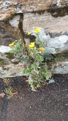 Cichorieae